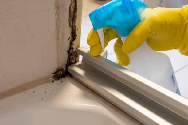 Certified Mold Removal in Mohave Valley, AZ
