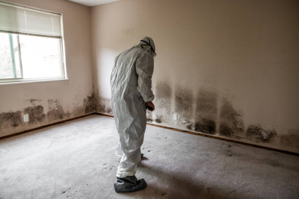 Best Mold Damage Repair  in Mohave Valley, AZ